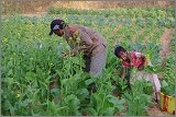 08_Harvesting_rice_and_vegetables_Dec22_15