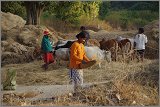 08_Harvesting_rice_and_vegetables_Dec22_19