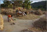 08_Harvesting_rice_and_vegetables_Dec22_20