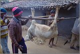 09_Dying_cow_and_meet_distribution_Dec23_05