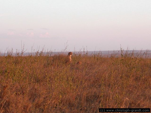 cheetah in evening sun, Nairobi National Park