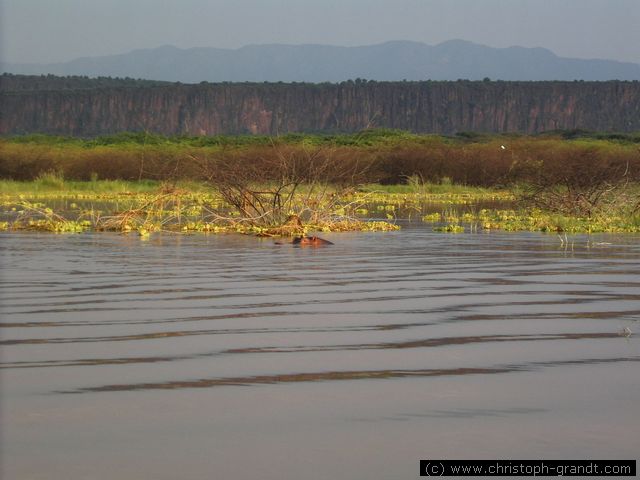 hippo and rift escarpment as viewed from Lake Baringo