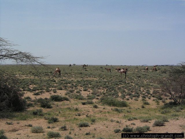 grazing camels