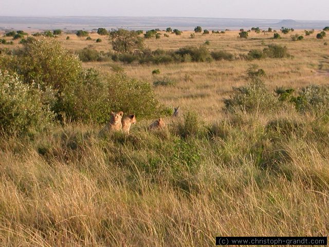 lion cubs, Masai Mara