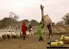 Camel taming at Bangal water reservoir