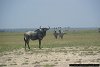 gnu and zebras, Amboseli National Park