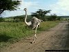 Ostrich, Maaleva River Park