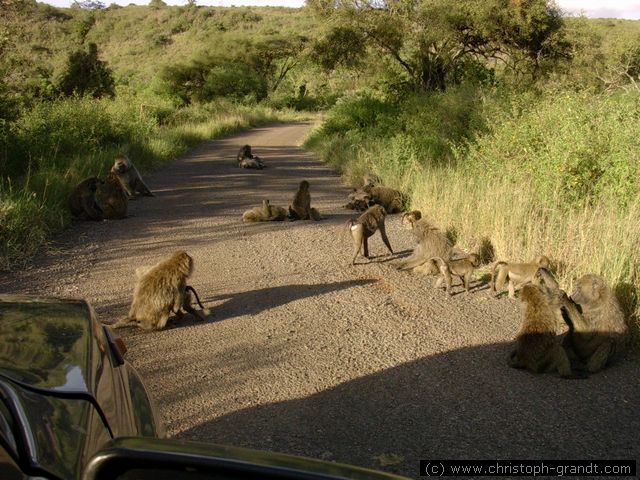 baboons, Nairobi National Park