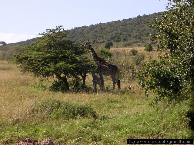 giraffe mother and child, Masai Mara