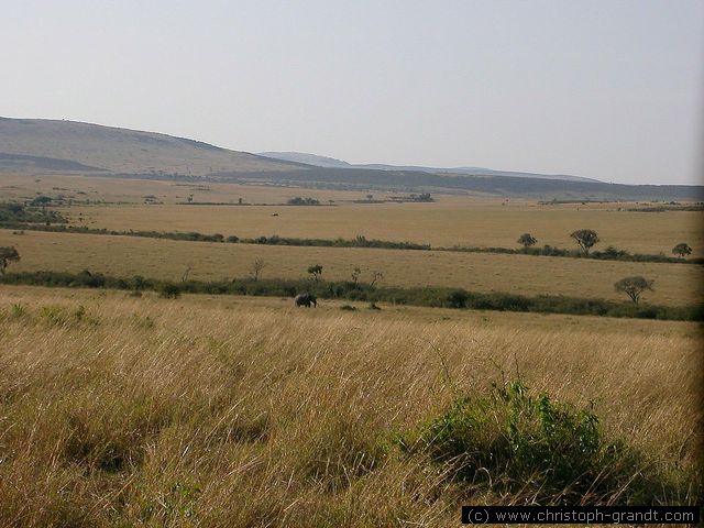 lone elephant, Masai Mara