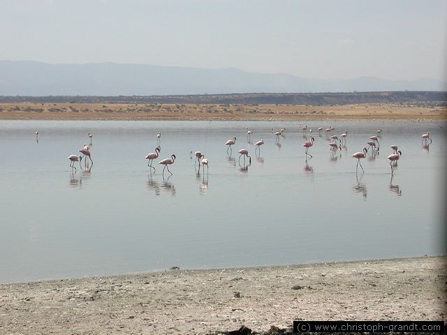 flamingos, Lake Magadi