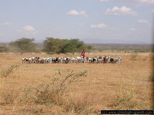 Maasai herdsman
