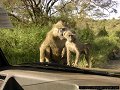 curious baboons, Nairobi National Park