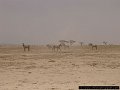 giraffes in dusty Amboseli National Park