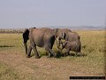 elephants, Masai Mara