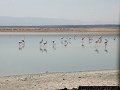 flamingos, Lake Magadi