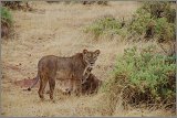 11_Kalacha-Marsabit_Samburu_Park-Nairobi_16