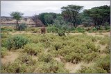 11_Kalacha-Marsabit_Samburu_Park-Nairobi_22