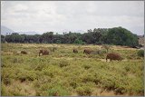 11_Kalacha-Marsabit_Samburu_Park-Nairobi_24