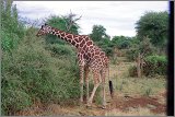 11_Kalacha-Marsabit_Samburu_Park-Nairobi_28