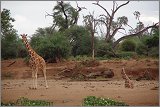 11_Kalacha-Marsabit_Samburu_Park-Nairobi_37