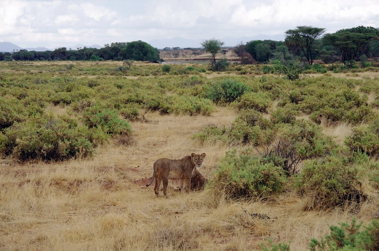 11_Kalacha-Marsabit_Samburu_Park-Nairobi_17
