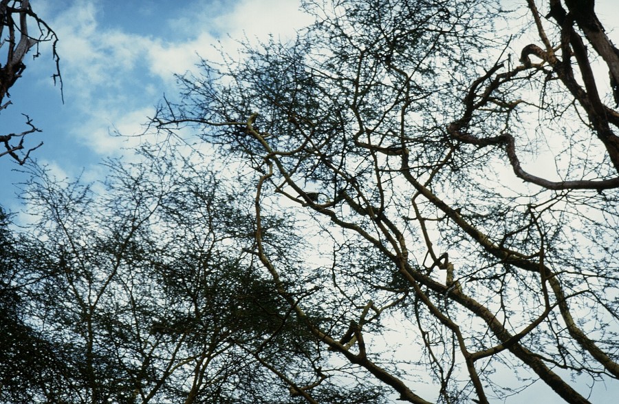 cabinda tree